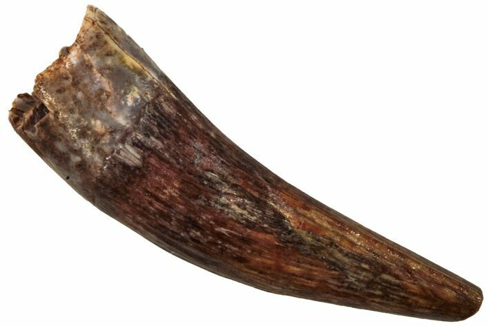 Fossil Triassic Reptile (Phytosaur) Tooth - New Mexico #219443